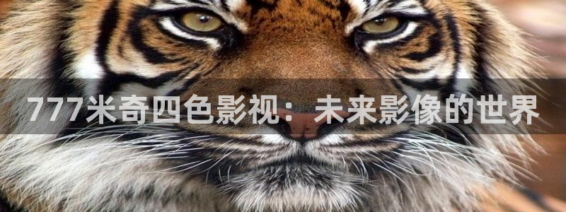 秋霞网免费观看