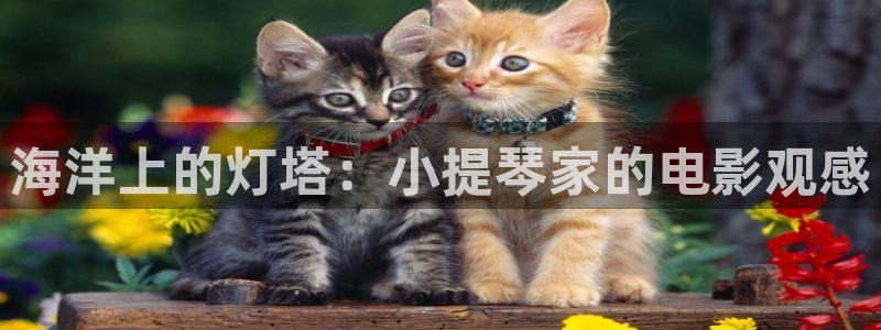 秋霞网电影网免费观看
